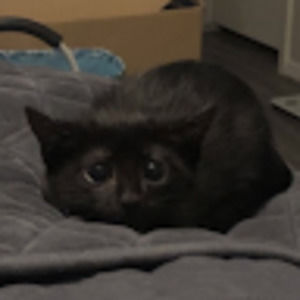 Meet your Posher, Xujio